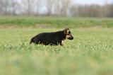 BERGER ALLEMAND 1181